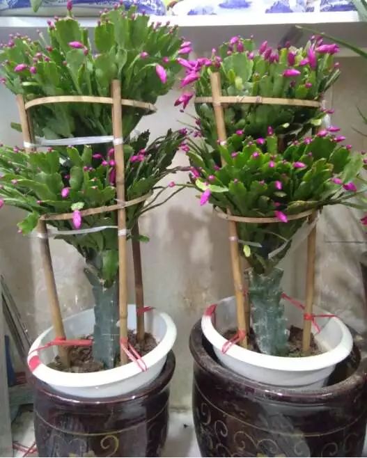 吉祥綠植添喜氣，如意花卉送實(shí)惠——綠蘿盆景與托盤組合大讓利